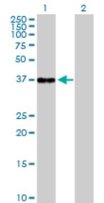 Western Blot: IkB-beta Antibody [H00004793-D01P] - Analysis of NFKBIB expression in transfected 293T cell line by NFKBIB polyclonal antibody.Lane 1: NFKBIB transfected lysate(37.80 KDa).Lane 2: Non-transfected lysate.