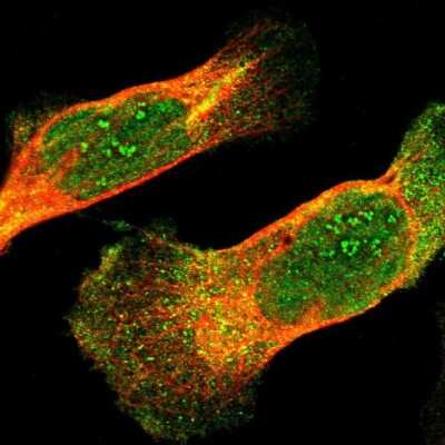 Immunocytochemistry/Immunofluorescence: IkB-epsilon Antibody [NBP1-87762] - Staining of human cell line U-2 OS shows localization to nucleus, nucleoli fibrillar center & cytosol.