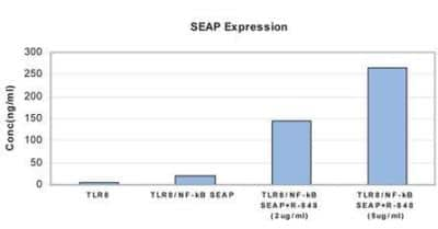 Imidazoquinoline Resiquimod (R-848), TLR7 and TLR8 ligand [NBP2-26231] - TLR8 stimulation with R-848 measured by SEAP Expression 293T cells were transfected with pCMV/TLR8 plasmid and pNF-kB/SEAP plasmid using Lipofectamin 2000. After 48 hrs of transfection, 2 ug/mL or 5 ug/mL of R-848 was added. Cells were incubated at 37C for 24 hrs. Transfected cell supernatant was collected and analyzed using NF-kB SEAPorterAssay kit.