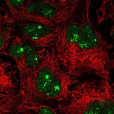 Immunocytochemistry/Immunofluorescence: Importin 11 Antibody [NBP2-49505] - Staining of human cell line CACO-2 shows localization to nucleus & nucleoli fibrillar center. Antibody staining is shown in green.   