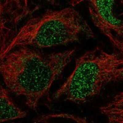 Immunocytochemistry/Immunofluorescence: Importin 11 Antibody [NBP3-17196] - Staining of human cell line CACO-2 shows localization to nucleoplasm.