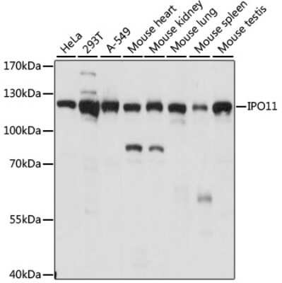 Western Blot: Importin 11 Antibody [NBP3-03801] - Analysis of extracts of various cell lines, using Importin 11 antibody at 1:1000 dilution. Secondary antibody: HRP Goat Anti-Rabbit IgG (H+L) at 1:10000 dilution. Lysates/proteins: 25ug per lane. Blocking buffer: 3% nonfat dry milk in TBST.