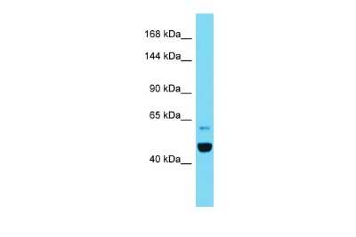 Western Blot: Importin 11 Antibody [NBP3-09348] - Western blot analysis of Importin 11 in Rat Pancreas lysates. Antibody dilution at 1.0ug/ml