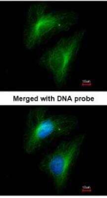 Immunocytochemistry/ Immunofluorescence Importin-13 Antibody