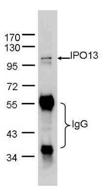 Western Blot Importin-13 Antibody