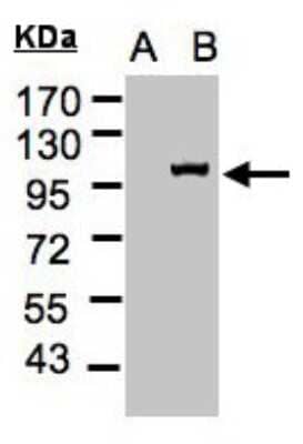 Western Blot Importin-13 Antibody