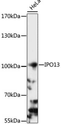 Western Blot: Importin-13 Antibody [NBP3-03800] - Analysis of extracts of HeLa cells, using Importin-13 antibody at 1:1000 dilution. Secondary antibody: HRP Goat Anti-Rabbit IgG (H+L) at 1:10000 dilution. Lysates/proteins: 25ug per lane. Blocking buffer: 3% nonfat dry milk in TBST. Detection: ECL Basic Kit.