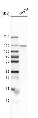 Western Blot: Importin-7 Antibody [NBP1-87880] - Analysis in human cell line RH-30.