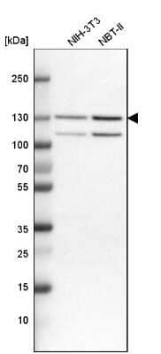 Western Blot: Importin-7 Antibody [NBP1-87880] - Analysis in mouse cell line NIH-3T3 and rat cell line NBT-II.