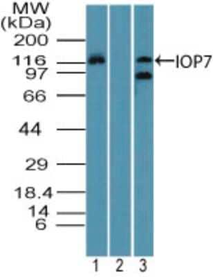 Western Blot Importin-7 Antibody