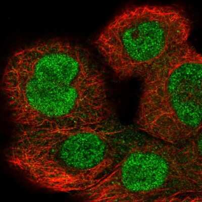 Immunocytochemistry/ Immunofluorescence Importin-8 Antibody