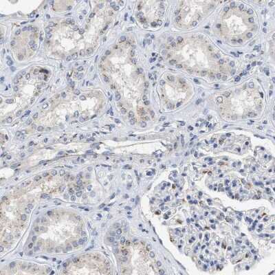 Immunohistochemistry-Paraffin: Importin-8 Antibody [NBP1-87879] - Staining of human kidney shows moderate granular cytoplasmic positivity in tubular cells.