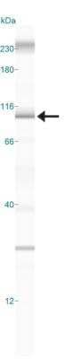 Simple Western Importin-8 Antibody