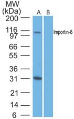 Western Blot Importin-8 Antibody