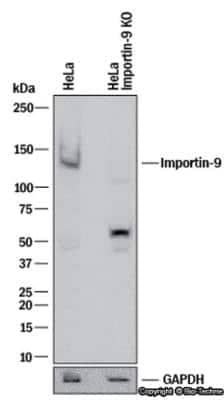 Knockout Validated: Importin-9 Antibody [NB100-56499] - Western blot shows lysates of HeLa human cervical epithelial carcinoma parental cell line and Importin-9 knockout (KO) HeLa cell line. PVDF membrane was probed with 1 ug/ml of Rabbit Anti-Human Importin-9 Polyclonal Antibody (Catalog # NB100-56499) followed by HRP-conjugated Anti-Rabbit IgG Secondary Antibody (Catalog #HAF008). Specific band was detected for Importin-9 at approximately 130 kDa (as indicated) in the parental HeLa cell line, but is not detectable in the knockout HeLa cell line. This experiment was conducted under reducing conditions.