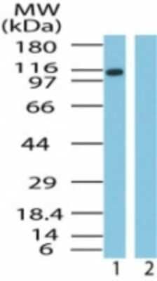 <b>Genetic Strategies Validation. </b>Western Blot: Importin-9 Antibody [NB100-56499] - Western blot analysis of Importin-9 in HeLa cell lysate in the 1) absence and 2) presence of immunizing peptide using NB100-56499 at 1 ug/ml.