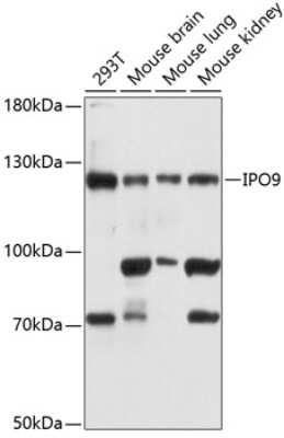 Western Blot: Importin-9 Antibody [NBP3-03818] - Analysis of extracts of various cell lines, using Importin-9 antibody at 1:3000 dilution. Secondary antibody: HRP Goat Anti-Rabbit IgG (H+L) at 1:10000 dilution. Lysates/proteins: 25ug per lane. Blocking buffer: 3% nonfat dry milk in TBST.