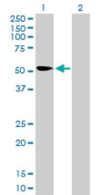 Western Blot: Importin alpha 2/KPNA2 Antibody [H00003838-B01P] - Analysis of KPNA2 expression in transfected 293T cell line by KPNA2 polyclonal antibody.  Lane 1: KPNA2 transfected lysate(58.19 KDa). Lane 2: Non-transfected lysate.