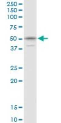 Western Blot: Importin alpha 5/KPNA1/SRP1 Antibody [H00003836-B01P] - Analysis of KPNA1 expression in HeLa.
