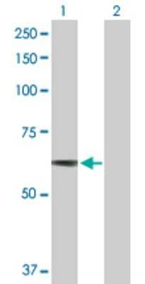 Western Blot: Importin alpha 5/KPNA1/SRP1 Antibody [H00003836-B01P] - Analysis of KPNA1 expression in transfected 293T cell line by KPNA1 polyclonal antibody.  Lane 1: KPNA1 transfected lysate(59.18 KDa). Lane 2: Non-transfected lysate.