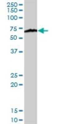 Western Blot: Importin alpha 5/KPNA1/SRP1 Antibody [H00003836-D01P] - Analysis of KPNA1 expression in mouse intestine.