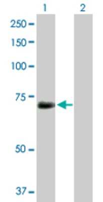 Western Blot: Importin alpha 5/KPNA1/SRP1 Antibody [H00003836-D01P] - Analysis of KPNA1 expression in transfected 293T cell line by KPNA1 rabbit polyclonal antibody.Lane 1: KPNA1 transfected lysate(60.20 KDa).Lane 2: Non-transfected lysate.