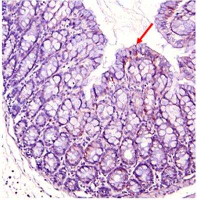 Immunohistochemistry-Paraffin: Indoleamine 2,3-dioxygenase/IDO Antibody [NBP2-80106] - Staining of mouse gut using anti-IDO (mouse), pAb. Colorization by ABS Reagent (Vectastain) and counterstaining with hematoxylin.