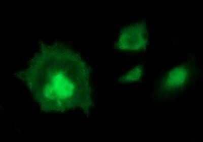 Immunocytochemistry/Immunofluorescence: Indoleamine 2,3-dioxygenase/IDO Antibody (OTI2B5) - Azide and BSA Free [NBP2-71038] - Analysis  of COS7 cells transiently transfected by pCMV6-ENTRY IDO1.