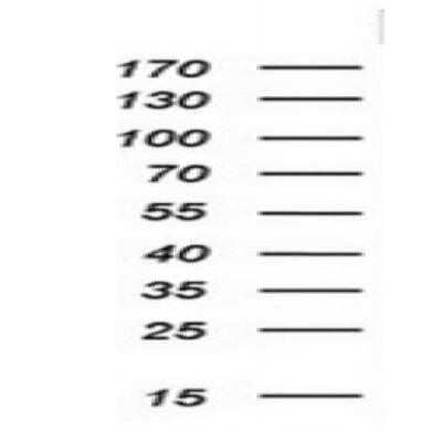 Western Blot: Indoleamine 2,3-dioxygenase/IDO Antibody (OTI2B5) - Azide and BSA Free [NBP2-71038] - Analysis of extracts (10ug) from 2 different cell lines by using anti-IDO1 monoclonal antibody at 1:200.