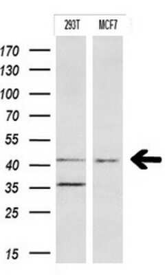 Western Blot: Indoleamine 2,3-dioxygenase/IDO Antibody (OTI2B5) - Azide and BSA Free [NBP2-71038] - Analysis of extracts (10ug) from 2 different cell lines.