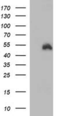 Western Blot: Indoleamine 2,3-dioxygenase/IDO Antibody (OTI2B5) - Azide and BSA Free [NBP2-71038] - Analysis of HEK293T cells were transfected with the pCMV6-ENTRY control (Left lane) or pCMV6-ENTRY IDO.