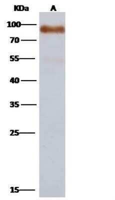 Western Blot: Influenza A H15N8 Hemagglutinin Antibody [NBP3-12809] - Sample:Influenza A H15N8 (A/duck/AUS/341/1983) Hemagglutinin / HA Recombinant ProteinLane A: 30ngSecondaryHRP Conjugated Goat anti-rabbit IgG (H+L) at 1/1000 dilutionPerformed under reducing conditions