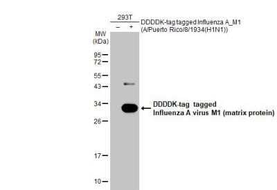 Western Blot Influenza A H1N1 M1 Antibody - (A/Puerto Rico/8/1934) - BSA Free