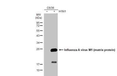 Western Blot Influenza A H1N1 M1 Antibody - (A/Puerto Rico/8/1934)