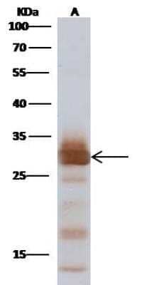Western Blot: Influenza A H1N1 M1 Antibody - (A/Puerto Rico/8/34/Mount Sinai) [NBP3-12721] - Influenza A H1N1 M1 (A/Puerto Rico/8/34/Mount Sinai) Recombinant ProteinLane A: 30ngSecondaryHRP Conjugated Goat anti-rabbit IgG (H+L) at 1/1000 dilutionPerformed under reducing conditions.