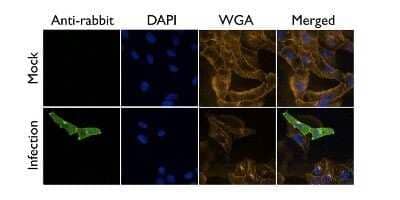 Immunocytochemistry/ Immunofluorescence Influenza A H1N1 M2 Antibody - (A/Puerto Rico/8/1934) - BSA Free