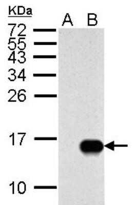 Western Blot Influenza A H1N1 M2 Antibody - (A/Puerto Rico/8/1934) - BSA Free