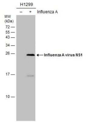 Western Blot Influenza A H1N1 NS1 Antibody (GT1653) - (A/WSN/1933) - Azide and BSA Free
