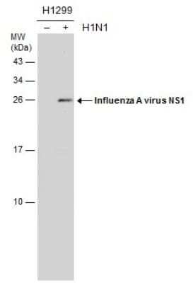 Western Blot: Influenza A H1N1 NS1 Antibody (GT1943) - (A/WSN/1933) [NBP3-13555] - Non-infected (-) and infected (+) H1299 whole cell extracts (15 ug) were separated by 15% SDS-PAGE, and the membrane was blotted with Influenza A H1N1 NS1 antibody [GT1943] (NBP3-13555) diluted at 1:1000.