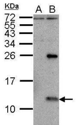 Western Blot: Influenza A H1N1 NS2 Antibody - (A/Puerto Rico/8/1934) [NBP2-42872] - Analysis of 50 ug whole cell lysate. A: mock DF-1 cell lysates B: WSN-infected DF-1 cell lysates 15% SDS PAGE diluted at 1:5000.