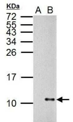 Western Blot: Influenza A H1N1 NS2 Antibody - (A/Puerto Rico/8/1934) [NBP2-42873] - Analysis of 5 ug whole cell lysate. A: DF1 B: WSN virus infected DF1 10hr 15% SDS PAGE diluted at 1:5000.