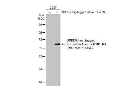 Western Blot: Influenza A H1N1 Neuraminidase Antibody - (A/WSN/1933) [NBP2-42870] - Non-transfected (-) and transfected (+) 293T whole cell extracts (30 ug) were separated by 10% SDS-PAGE, and the membrane was blotted with Influenza A virus H1N1 NA (Neuraminidase) antibody  diluted at 1:1000. The HRP-conjugated anti-rabbit IgG antibody (NBP2-19301) was used to detect the primary antibody.