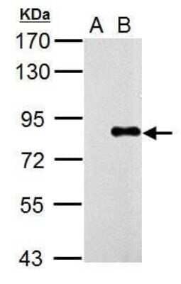 Western Blot: Influenza A H1N1 PA Antibody - (A/Puerto Rico/8/1934) [NBP2-42875] - Analysis of 5 ug whole cell lysate. A: DF1 B: WSN virus infected DF1 10hr 7.5% SDS PAGE diluted at 1:5000.