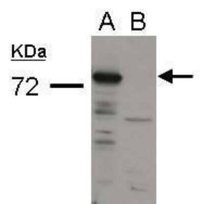 Western Blot: Influenza A H1N1 PA Antibody - (A/WSN/1933) [NBP2-42874] - Analysis of 60 ug whole cell lysate. A: DF-1(WSN infected cell lysates) B: DF-1 cell lysates diluted at 1:250.