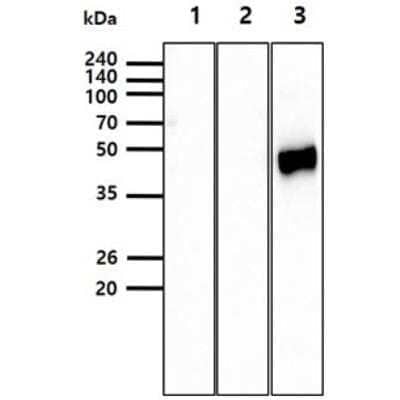 Western Blot Influenza A H5N1 Hemagglutinin Antibody (2B7) - (A/Vietnam/HN31242/2007) - BSA Free