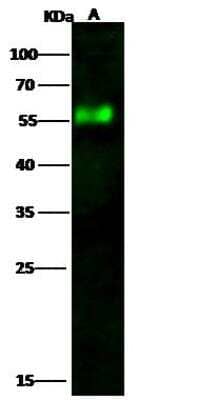 Western Blot: Influenza A H5N1 Neuraminidase Antibody [NBP3-12725] - Influenza A H5N1 (A/Hubei/1/2011) Neuraminidase / NA (Active) Recombinant ProteinLane A: 20ngSecondaryDylight 800-labeled Antibody To Rabbit IgG (H+L) at 1/5000 dilution.Developed using the Odyssey technique. Performed under reducing conditions.