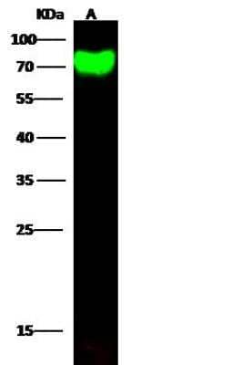 Western Blot Influenza A H6N1 Hemagglutinin Antibody - (A/northern shoveler/California/HKWF115/2007) - Azide and BSA Free