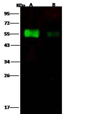 Western Blot: Influenza A H6N2 Hemagglutinin Antibody [NBP3-12753] - Influenza A H6N2 (A/chicken/Guangdong/C273/2011) Hemagglutinin / HA1 Recombinant ProteinLane A: 50ngLane B: 10ngSecondaryGoat Anti- Rabbit IgG H&L (Dylight 800) at 1/10000 dilution.Developed using the Odyssey technique. Performed under reducing conditions.