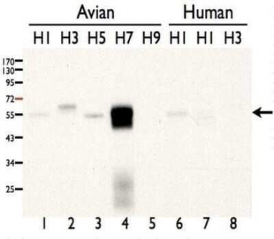 Western Blot: Influenza A H7N7 Hemagglutinin Antibody - (A/duck/Taiwan/33/1993) [NBP3-12876] - Influenza A Virus H7N7 Hemagglutinin (HA) antibody detects H7 (Influenza A) protein by Western blot analysis. A. MDCK cell lysates infected with 4 HAU/ml of A/duck/Alberta/35/1976-like, H1N1 B. MDCK cell lysates infected with 4 HAU/ml of A/duck/Ukraine/1963-like, H3N8 C. MDCK cell lysates infected with 4 HAU/ml of A/mallard/Miyagi/53/1976-like, H5N3 D. MDCK cell lysates infected with 4 HAU/ml of A/duck/Taiwan/33/1993-like, H7N7 E. MDCK cell lysates infected with 4 HAU/ml of A/turkey/Wisconsin/1/1966-like, H9N2 F. MDCK cell lysates infected with 4 HAU/ml of A/PR/8/34, H1N1 G. MDCK cell lysates infected with 4 HAU/ml of A/Taiwan/126/2009, pdmH1N1 H. MDCK cell lysates infected with 4 HAU/ml of A/Taiwan/3446/2002, H3N2 12 % SDS-PAGE Influenza A Virus H7N7 Hemagglutinin (HA) antibody (NBP3-12876) dilution: 1:1000