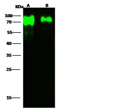Western Blot Influenza A H7N7 Neuraminidase Antibody - (A/Netherlands/219/2003) - Azide and BSA Free